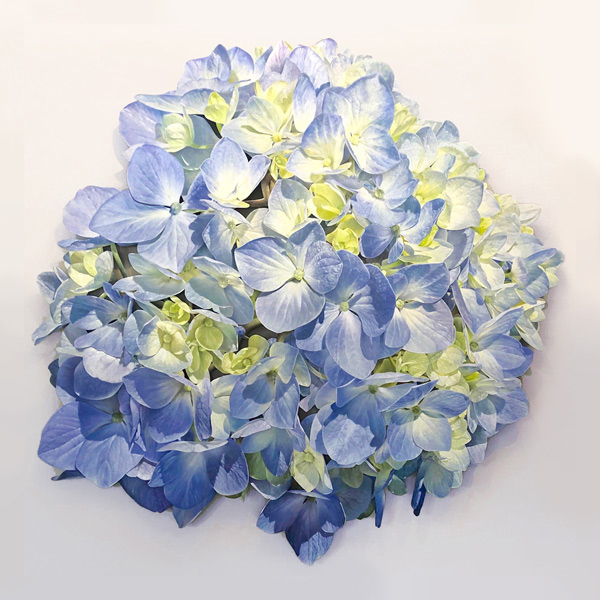 NZ artist Robert Scriven hyperrealist painting of a hydrangea oil on board