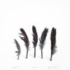 Sheyne Tuffery 5 Black Feathers, Wakefield Parnell Gallery Auckland NZ