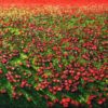 Peter Hackett ANZAC Cenotaph original impasto oil painting at Parnell Gallery Auckland NZ