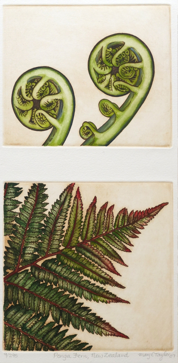 Mary Taylor Ponga Fern NZ Parnell Gallery Auckland NZ