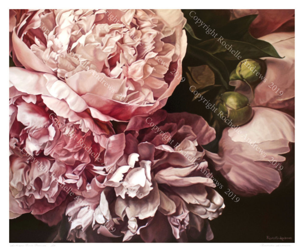 Rochelle Andrews Antique Pink Peonies limited edition giclee floral print at Parnell Gallery Auckland NZ