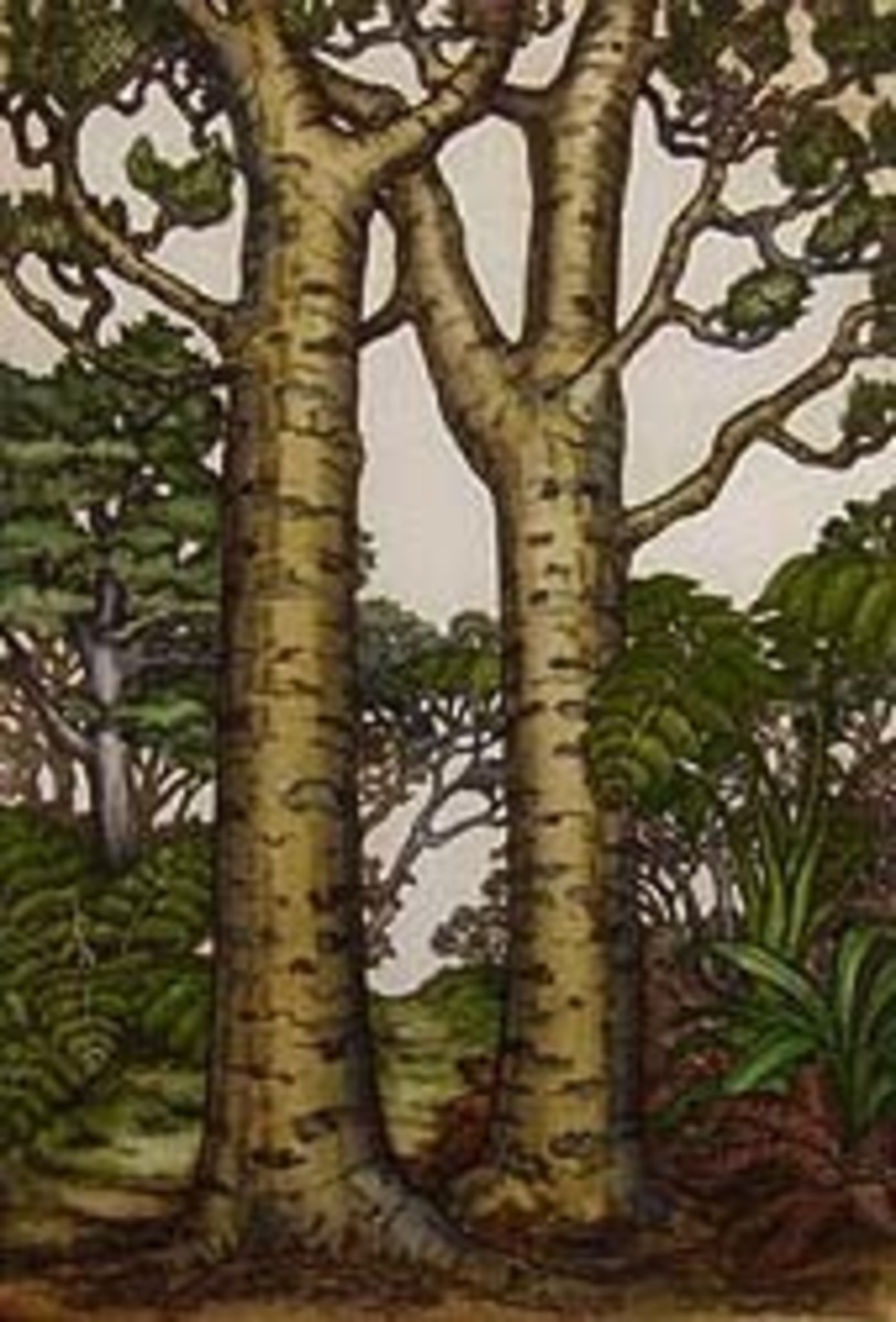 Kauri Trees