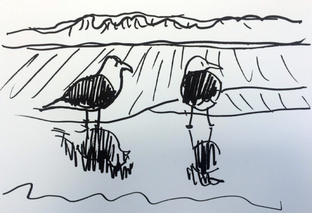 Blackback Gulls