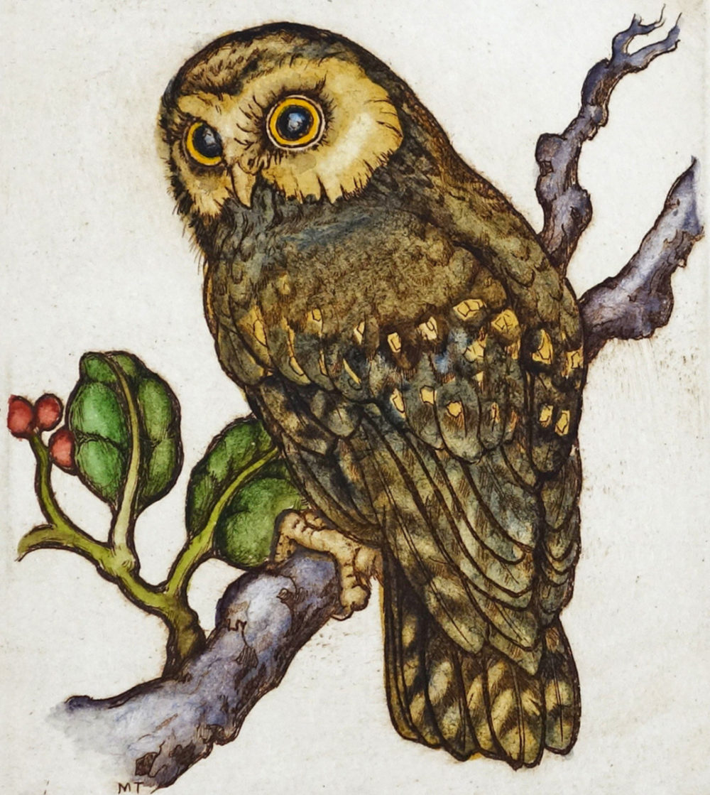 Morepork/ Ruru II