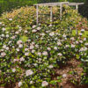 Peter Hackett Auckland Rose Gardens original impasto oil painting at Parnell Gallery Auckland NZ