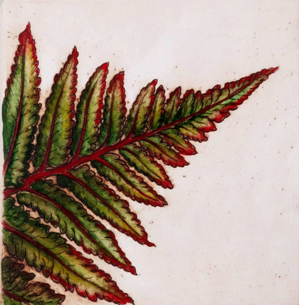 Mary Taylor Fern II hand coloured etching NZ plant limited edition print at Parnell Gallery Auckland NZ