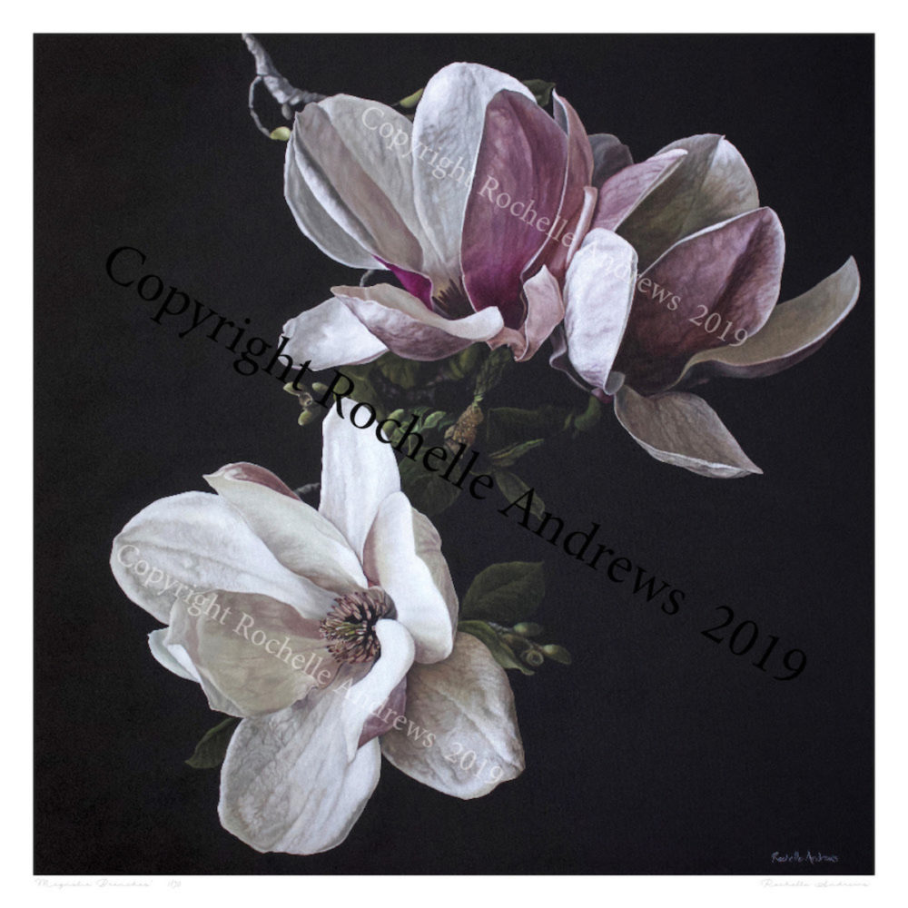 Rochelle Andrews Magnolia Branches limited edition giclee floral print at Parnell Gallery Auckland NZ