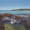 Tawharanui from the Rocks