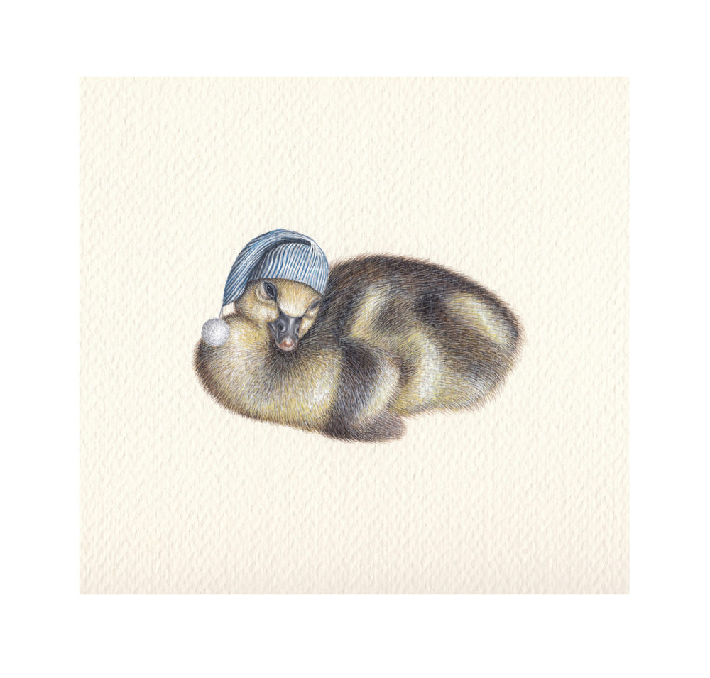 Sleeping Gosling