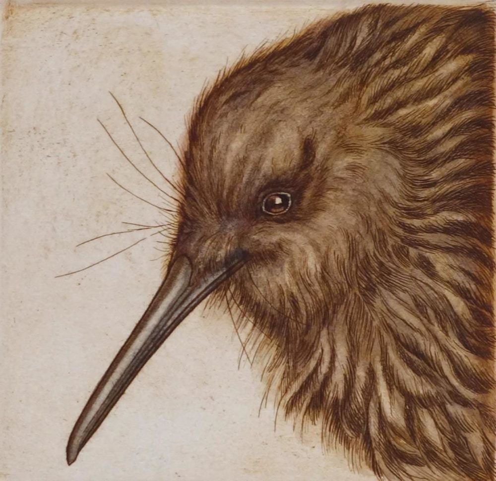 Mary Taylor Kiwi Portrait hand coloured etching NZ bird limited edition print at Parnell Gallery Auckland NZ