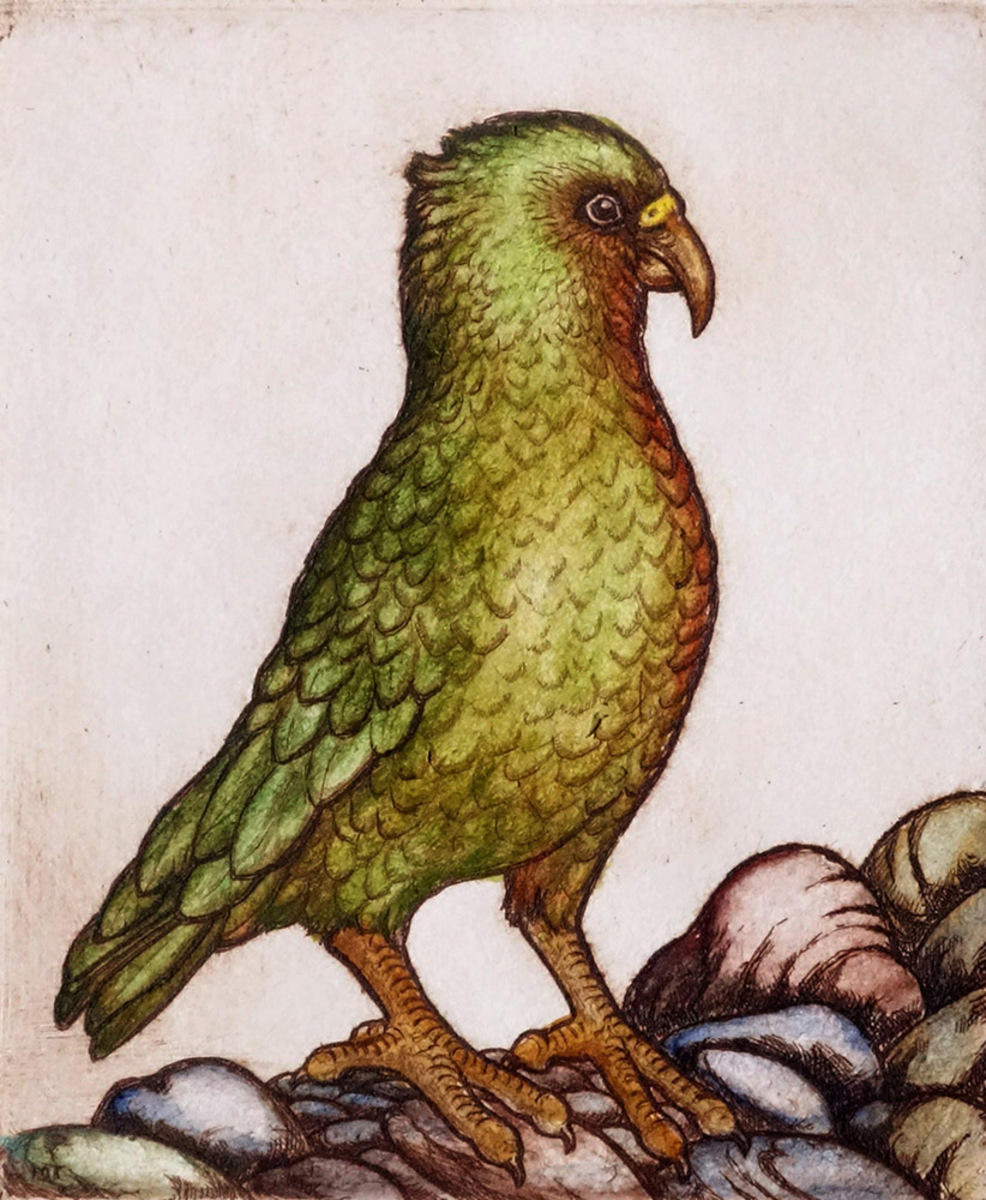 Mary Taylor Kea, Mountain Parrot hand coloured etching NZ bird limited edition print at Parnell Gallery Auckland NZ