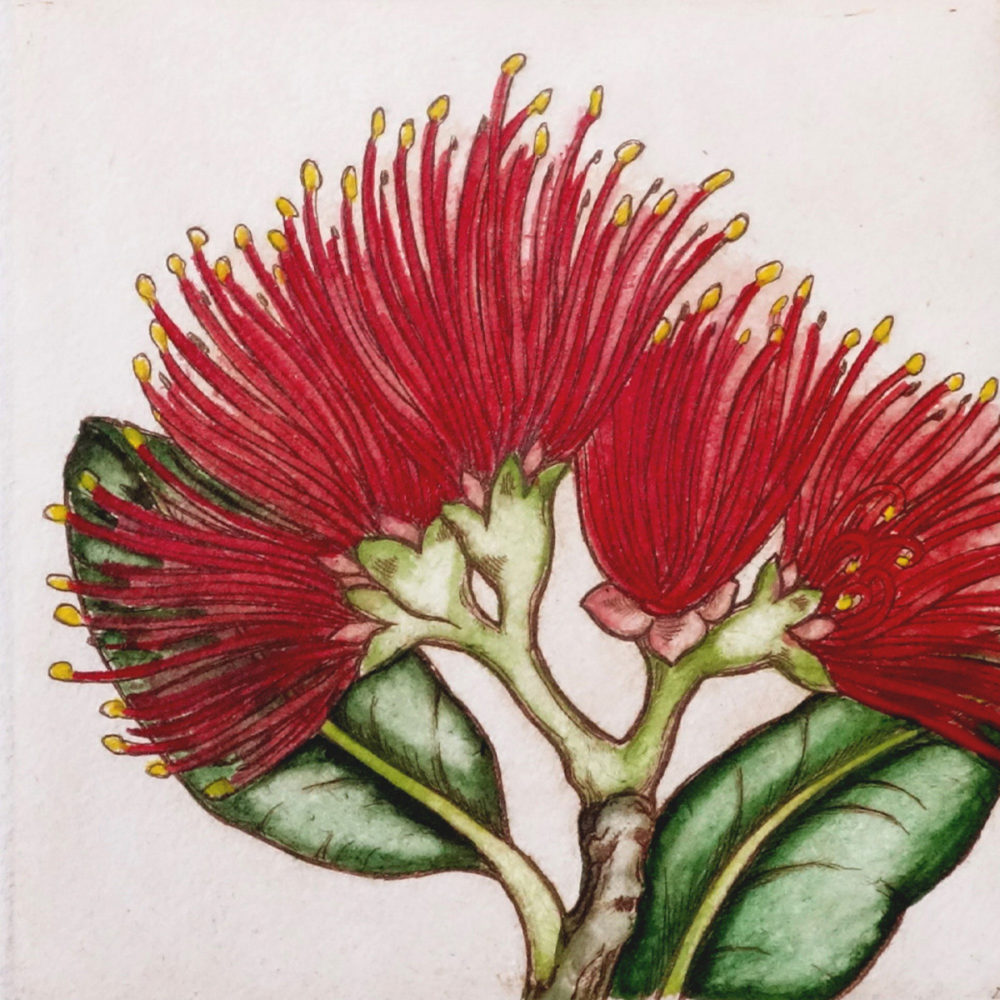 Mary Taylor Pohutukawa hand coloured etching NZ flower limited edition print at Parnell Gallery Auckland NZ