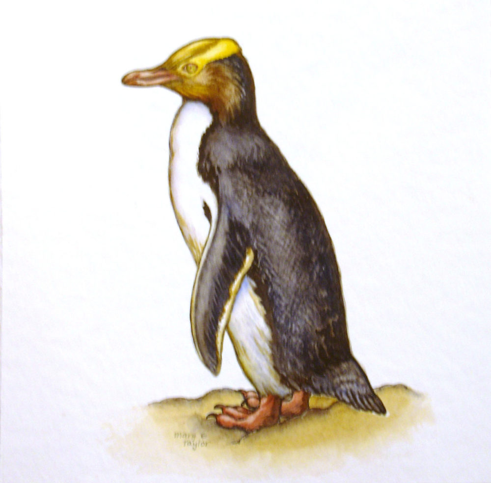 Yellow-Eyed Penguin
