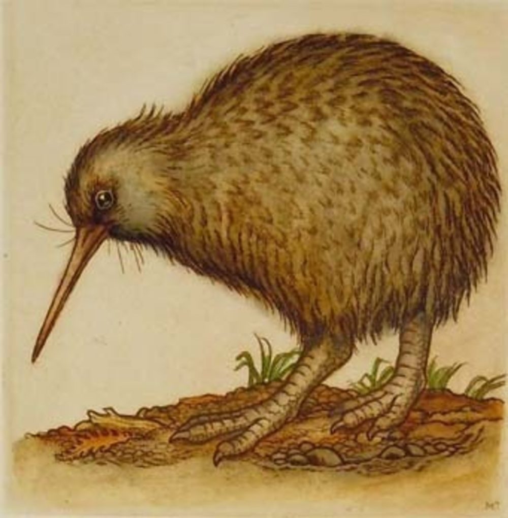 Mary Taylor Kiwi hand coloured etching NZ bird limited edition print at Parnell Gallery Auckland NZ