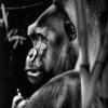 Matt Griffin Umurinzi limited edition contemporary realism print at Parnell Gallery Auckland NZ