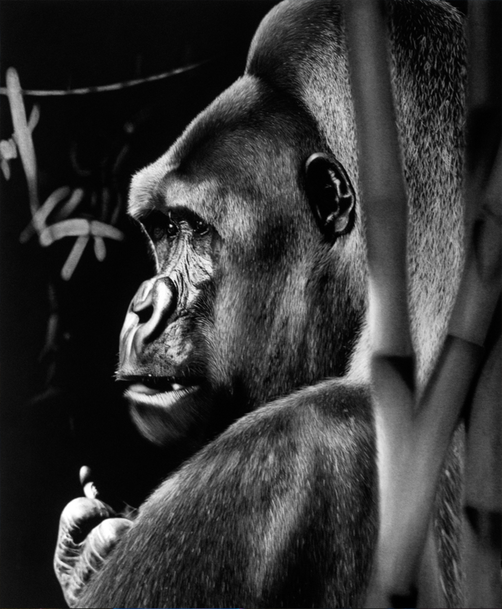 Matt Griffin Umurinzi limited edition contemporary realism print at Parnell Gallery Auckland NZ