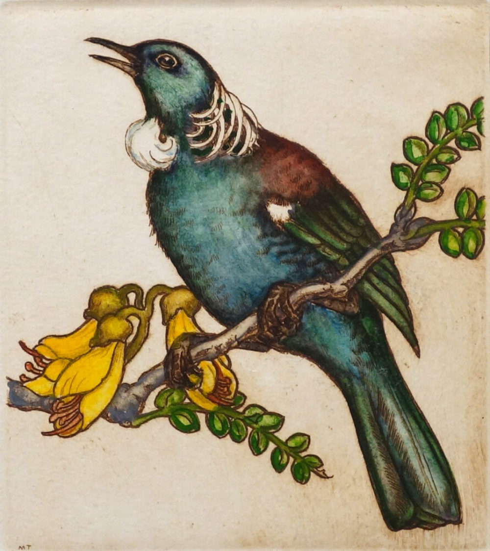 Mary Taylor Tui hand coloured etching NZ bird limited edition print at Parnell Gallery Auckland NZ