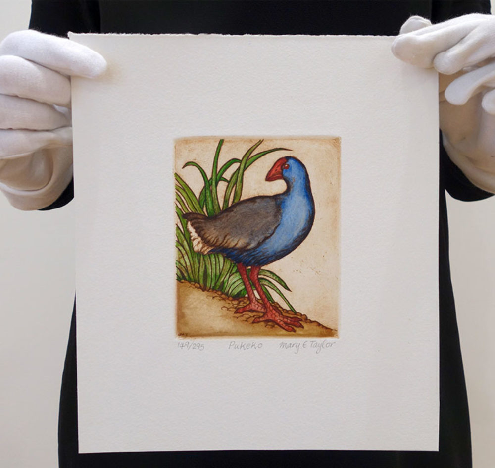 Pukeko