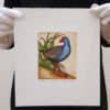 Pukeko