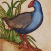 Mary Taylor Pukeko hand coloured etching NZ bird limited edition print at Parnell Gallery Auckland NZ