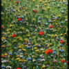 Peter Hackett The Honeymooners' Bed original impasto oil painting at Parnell Gallery Auckland NZ