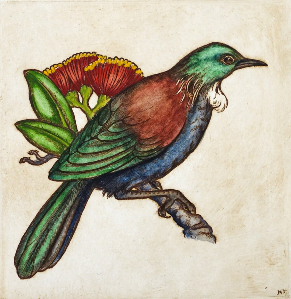 Mary Taylor Tui II hand coloured etching NZ bird limited edition print at Parnell Gallery Auckland NZ