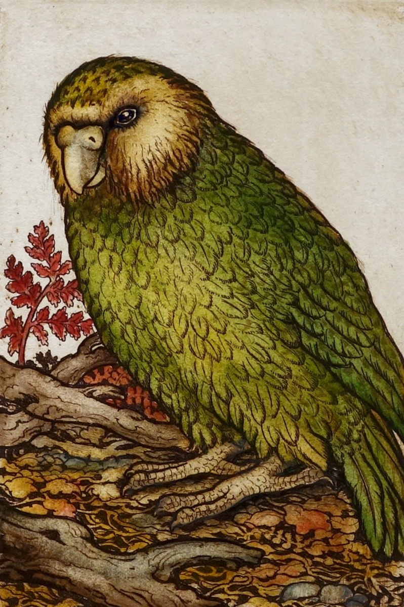 Mary Taylor Lonely Kakapo hand coloured etching NZ bird limited edition print at Parnell Gallery Auckland NZ
