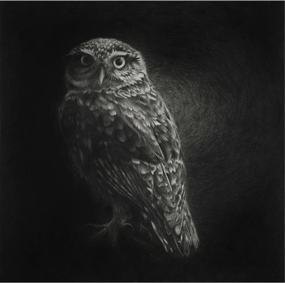 Jane Crisp The Night Owl limited edition contemporary bird print at Parnell Gallery Auckland NZ