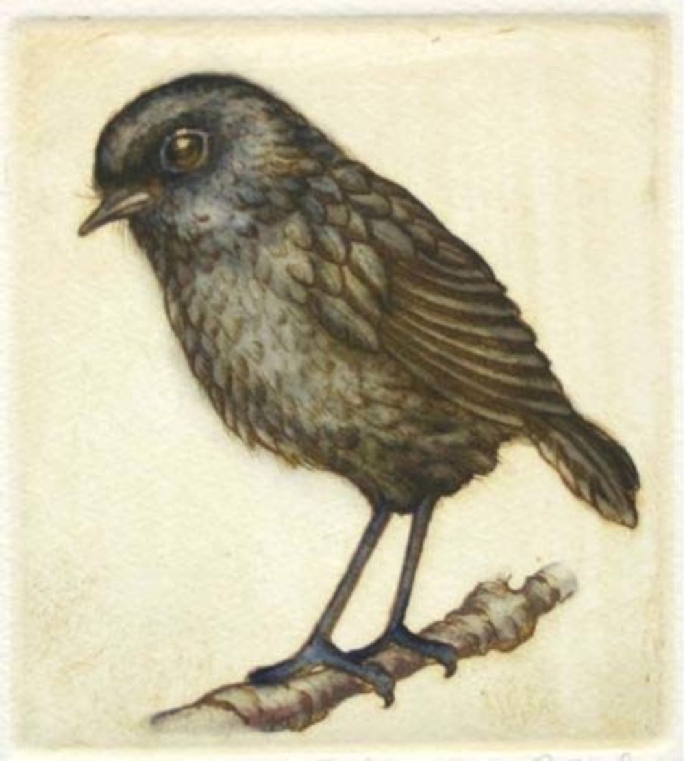 Mary Taylor Black Robin hand coloured etching NZ bird limited edition print at Parnell Gallery Auckland NZ