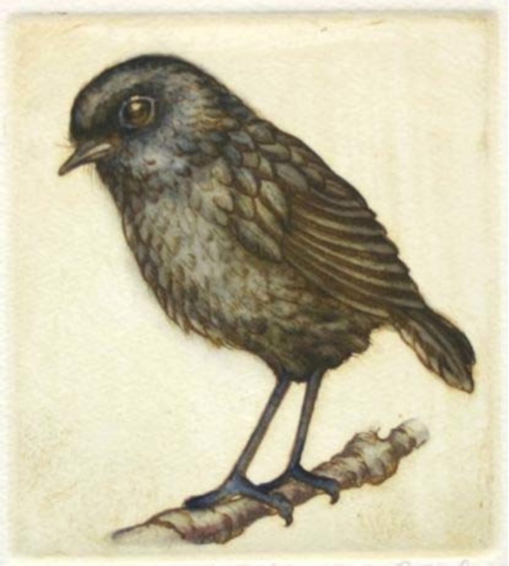 Mary Taylor Black Robin hand coloured etching NZ bird limited edition print at Parnell Gallery Auckland NZ