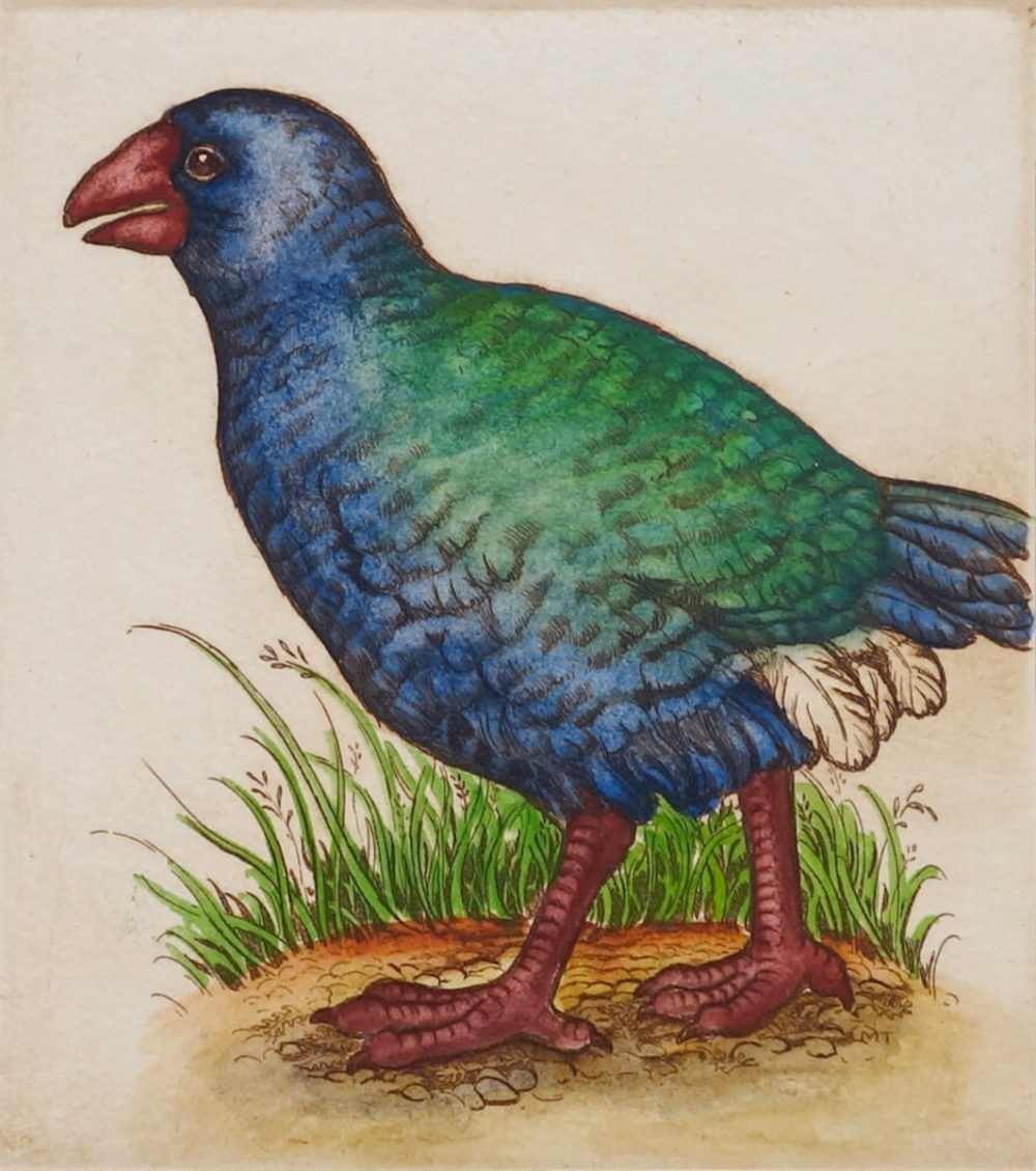 Mary Taylor Takahe hand coloured etching NZ bird limited edition print at Parnell Gallery Auckland NZ