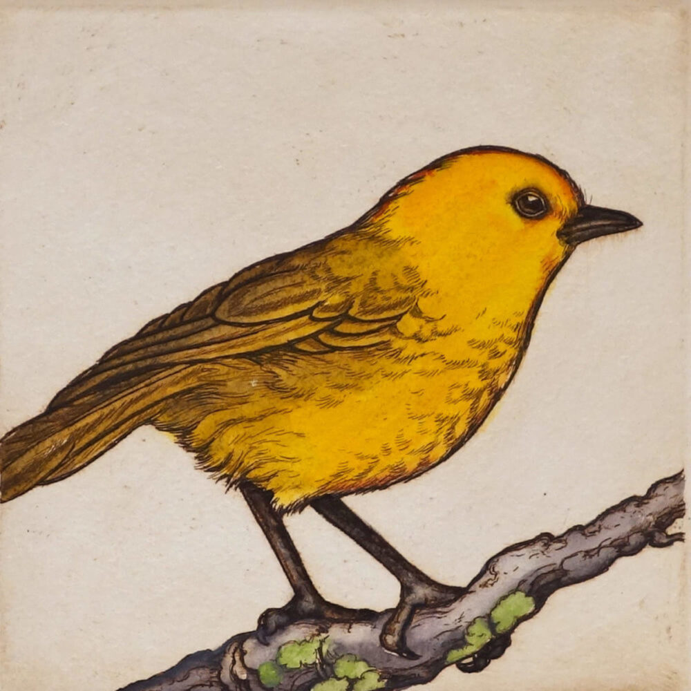 Mary Taylor Yellowhead Mohua hand coloured etching NZ bird limited edition print at Parnell Gallery Auckland NZ