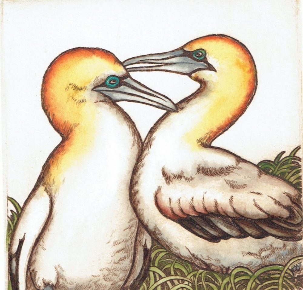 Mary Taylor Gannets hand coloured etching NZ bird limited edition print at Parnell Gallery Auckland NZ