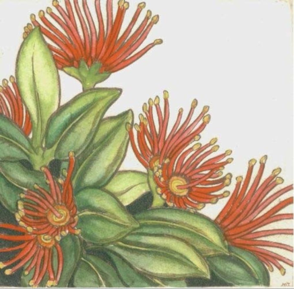 Mary Taylor Southern Rata hand coloured etching NZ flower limited edition print at Parnell Gallery Auckland NZ