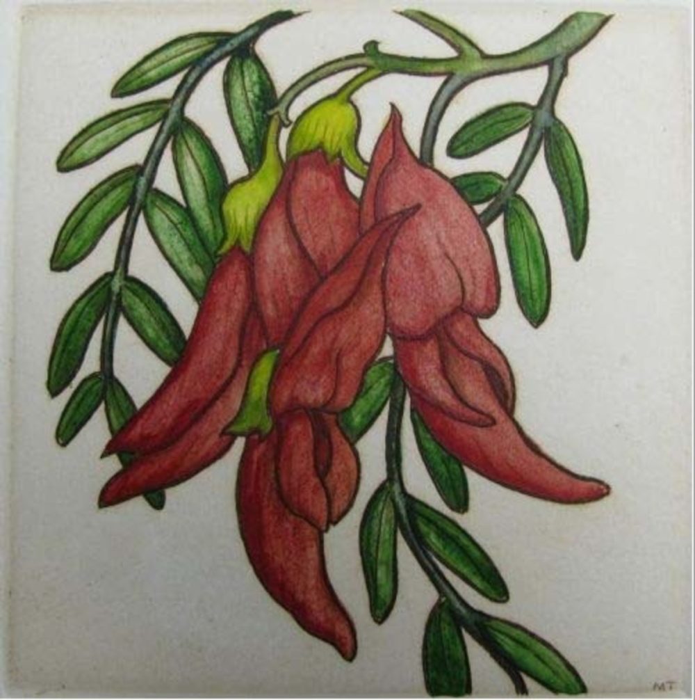 Mary Taylor Kakabeak hand coloured etching NZ flowering plant limited edition print at Parnell Gallery Auckland NZ