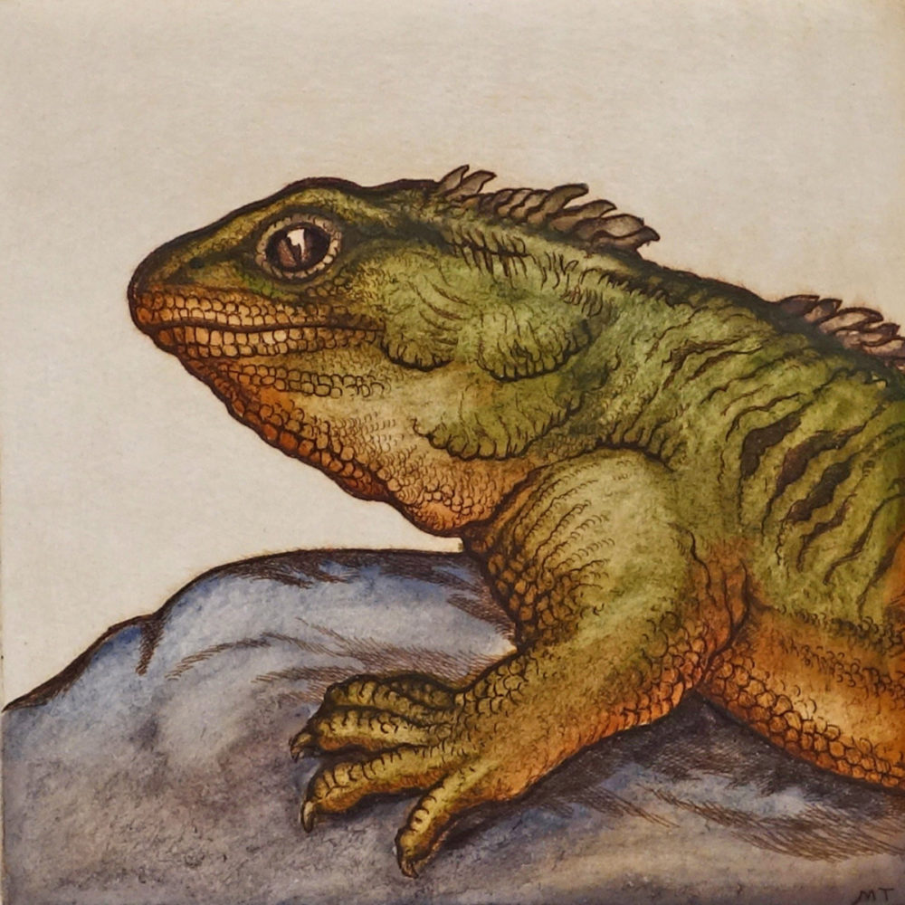 Mary Taylor Tuatara hand coloured etching NZ reptile limited edition print at Parnell Gallery Auckland NZ