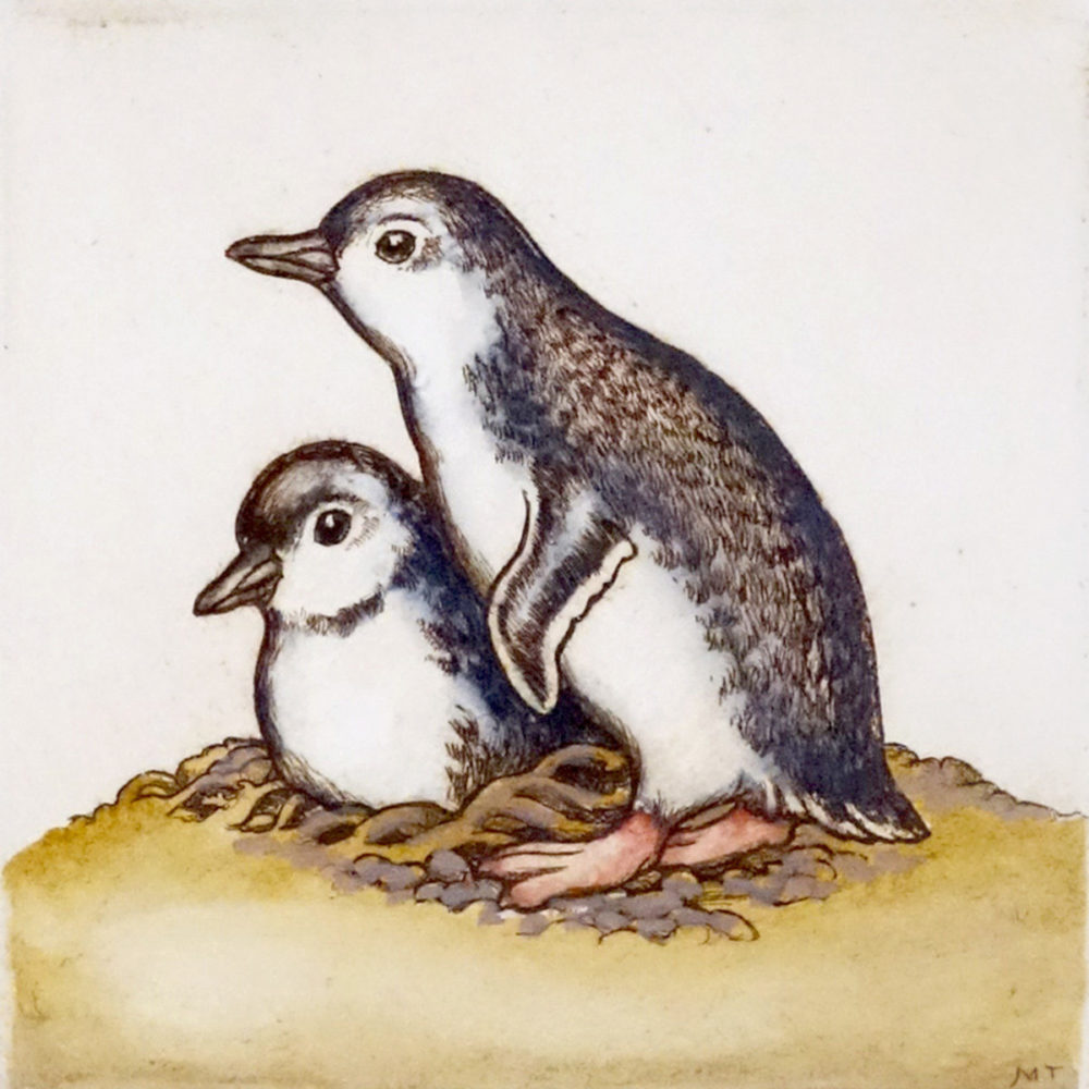 Mary Taylor Little Blue Penguins hand coloured etching NZ bird limited edition print at Parnell Gallery Auckland NZ