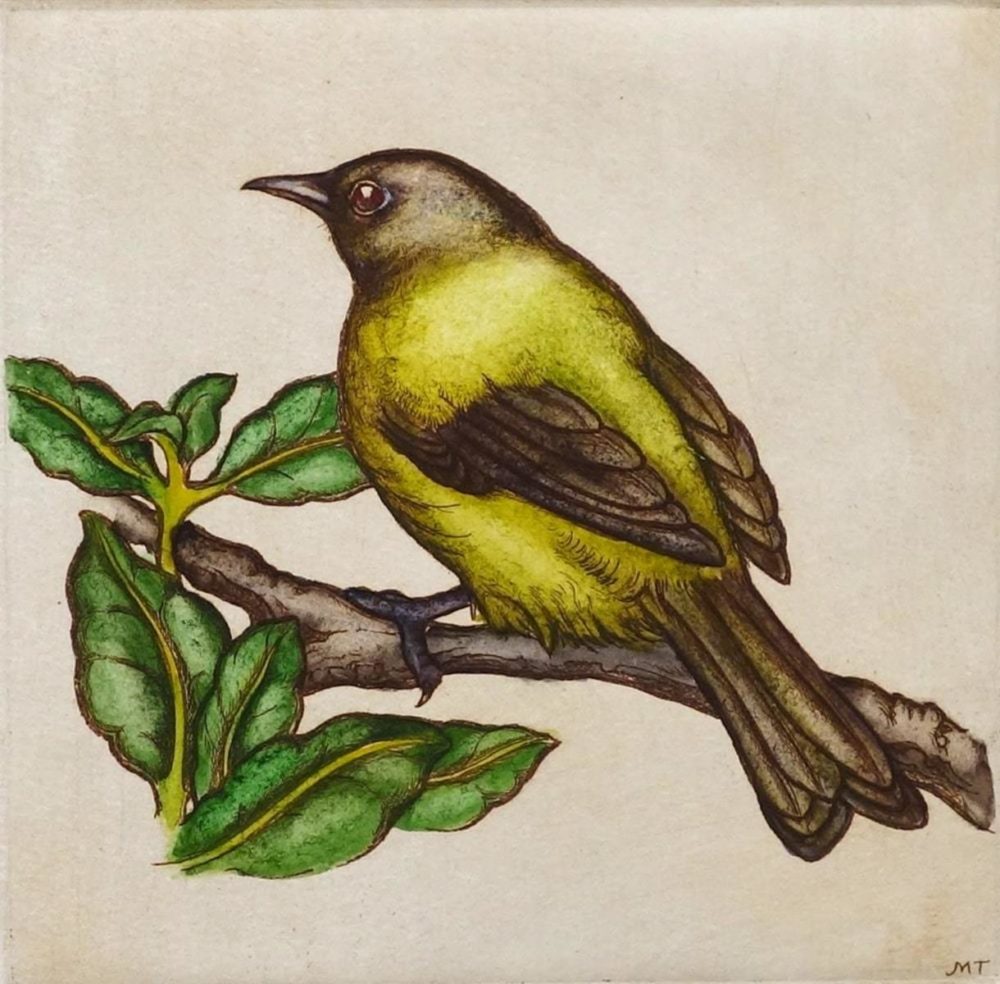 Mary Taylor Bellbird/Korimako hand coloured etching NZ bird limited edition print at Parnell Gallery Auckland NZ