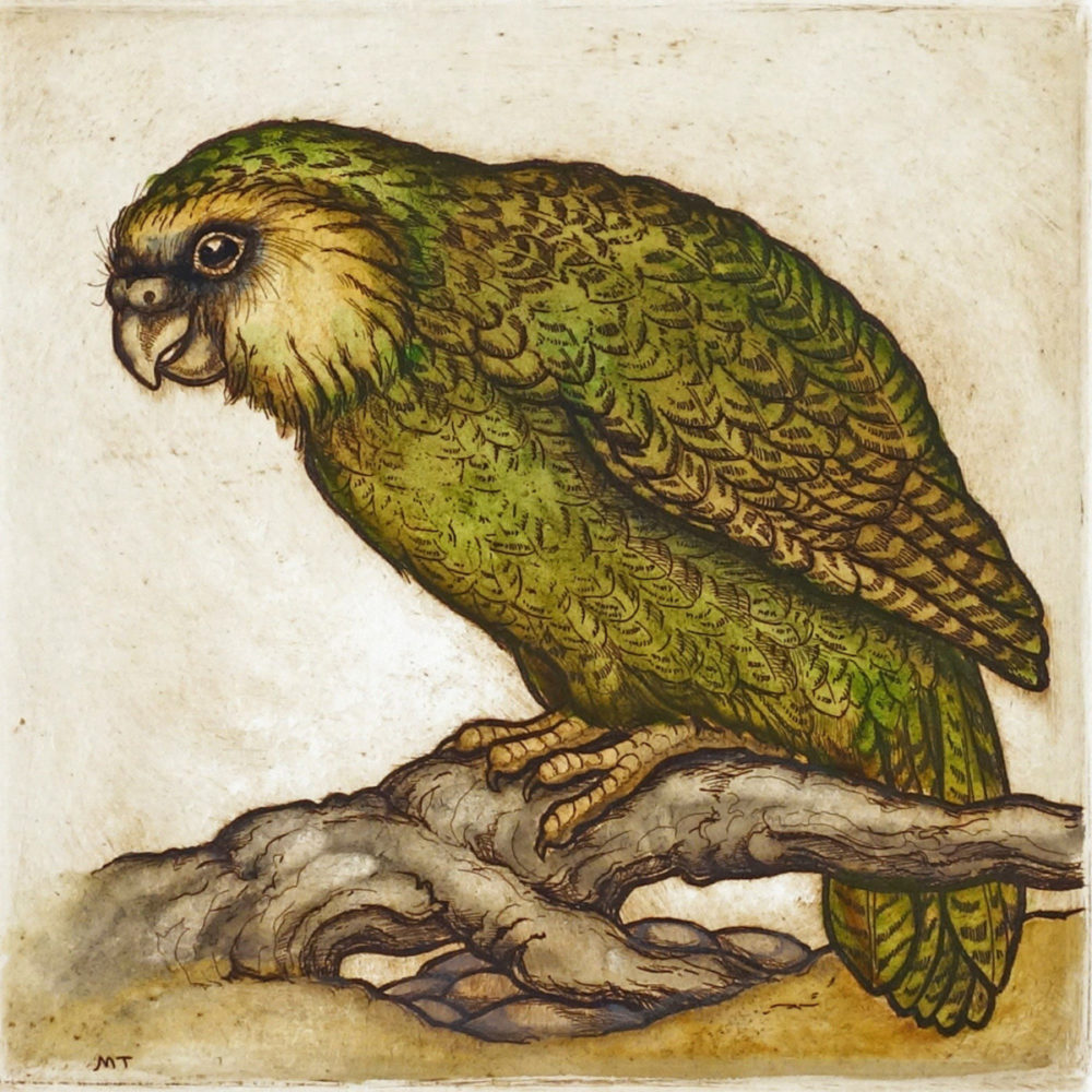 Mary Taylor Kakapo, Night Parrot hand coloured etching NZ bird limited edition print at Parnell Gallery Auckland NZ