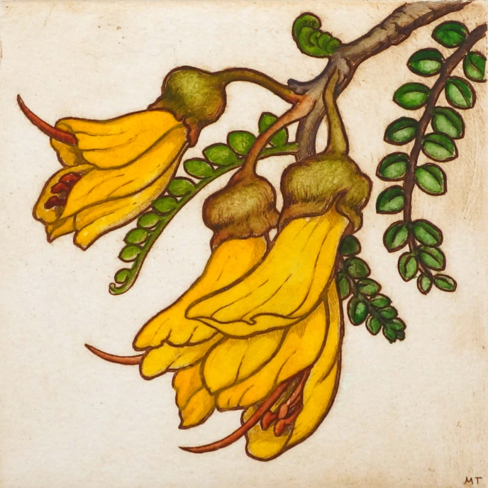 Mary Taylor Kowhai Flower hand coloured etching NZ flower limited edition print at Parnell Gallery Auckland NZ