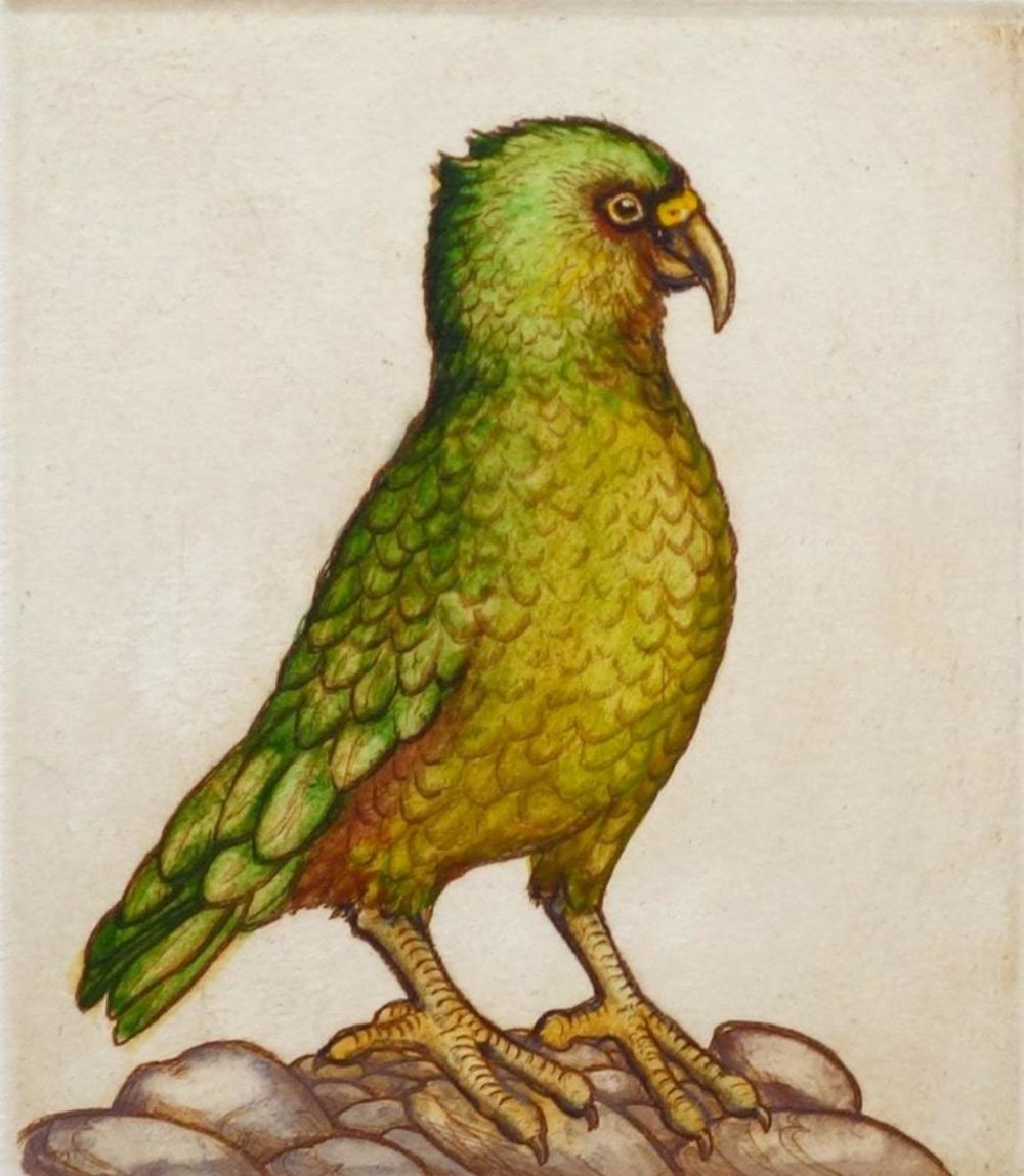 Mary Taylor Kea hand coloured etching NZ bird limited edition print at Parnell Gallery Auckland NZ