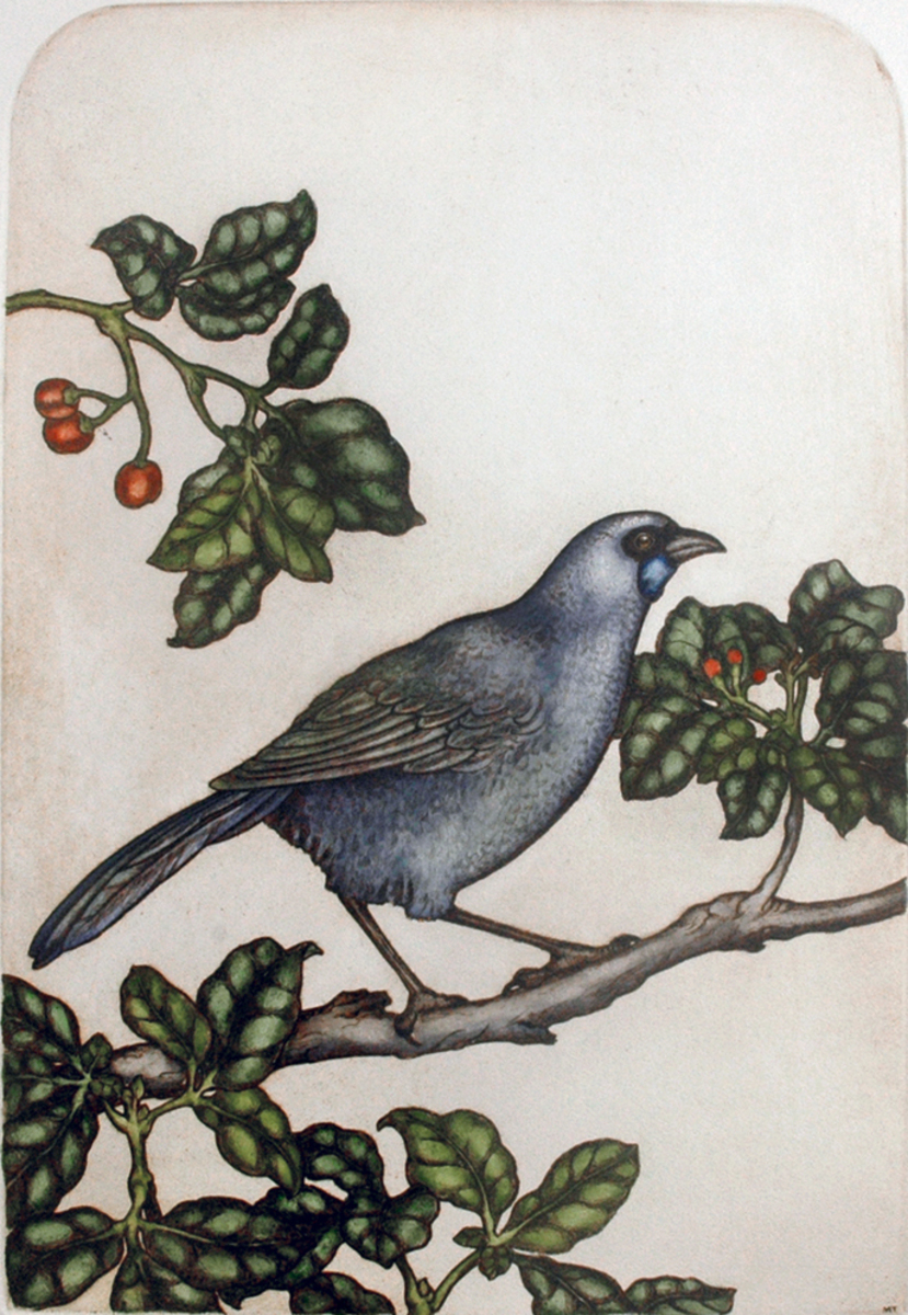 Mary Taylor NZ Heritage V: Kokako hand coloured etching NZ bird limited edition print at Parnell Gallery Auckland NZ