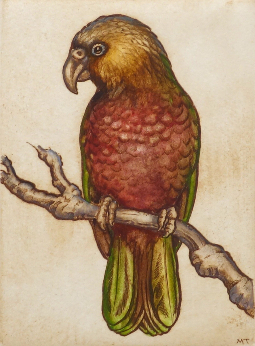 Mary Taylor Kaka hand coloured etching NZ bird limited edition print at Parnell Gallery Auckland NZ