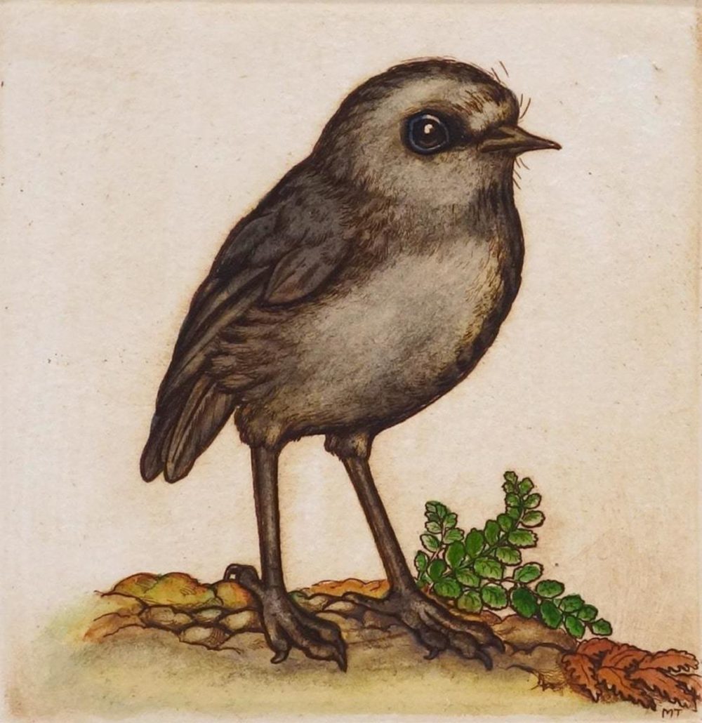 Mary Taylor Bush Robin hand coloured etching NZ bird limited edition print at Parnell Gallery Auckland NZ
