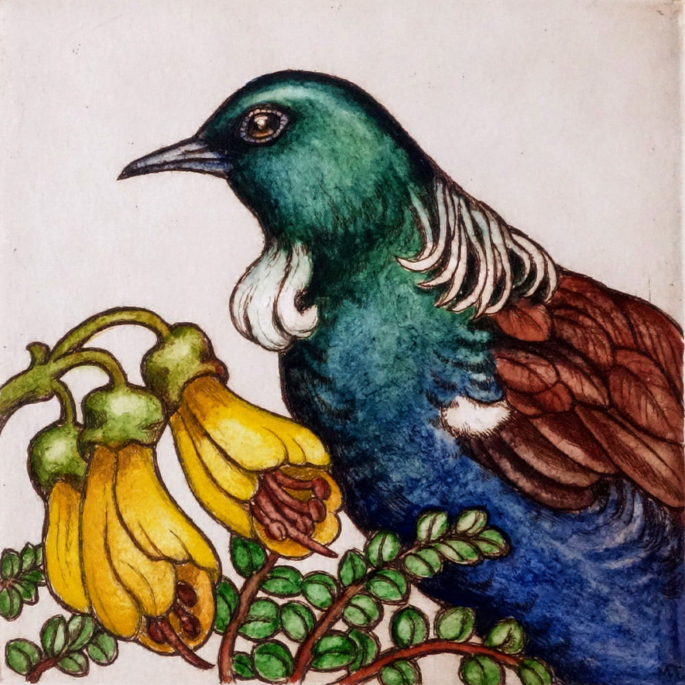 Mary Taylor Tui Portrait hand coloured etching NZ bird limited edition print at Parnell Gallery Auckland NZ
