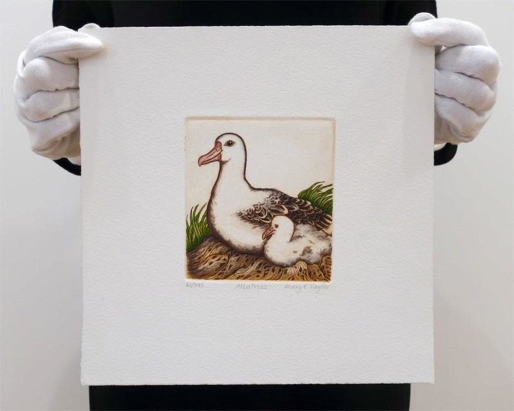 Mary Taylor Albatross hand coloured etching NZ bird limited edition print at Parnell Gallery Auckland NZ