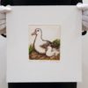 Mary Taylor Albatross hand coloured etching NZ bird limited edition print at Parnell Gallery Auckland NZ
