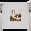 Mary Taylor Albatross hand coloured etching NZ bird limited edition print at Parnell Gallery Auckland NZ