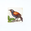 Mary Taylor Saddleback/Tieke hand coloured etching NZ bird limited edition print at Parnell Gallery Auckland NZ