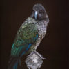 Jane Crisp Kea on Vessel limited edition contemporary bird print at Parnell Gallery Auckland NZ